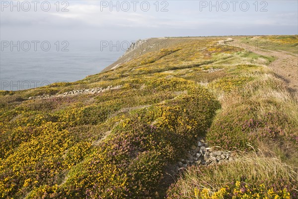 Yellow flowering common gorse and heather on St Agnes Head, Cornwall, England, United Kingdom, Europe