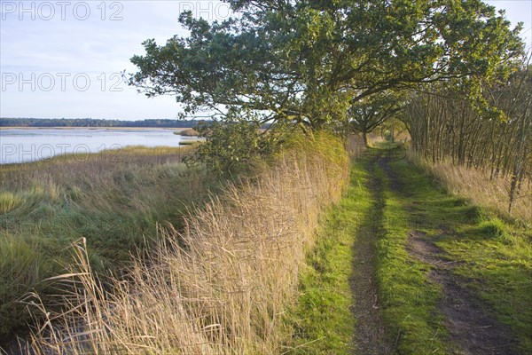 Walberswick National Nature reserve wetland environment marshes Blythburgh, Suffolk, England, United Kingdom, Europe