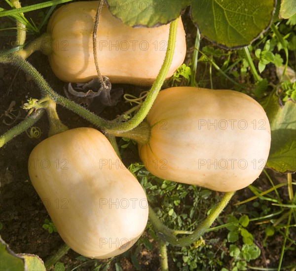 Butternut squash plant growing viewed from above, UK
