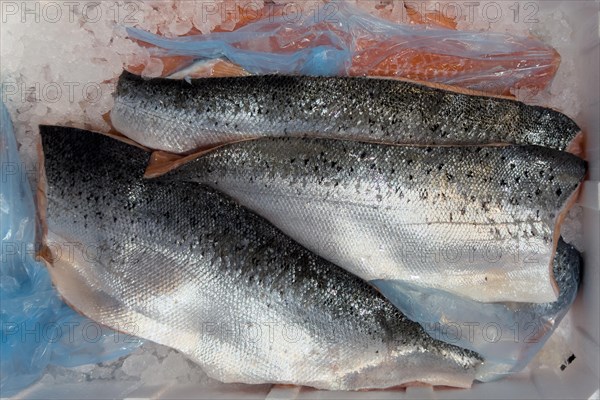 Atlantic salmon (Salmo salar) on ice in refrigerated counter Fish counter from fishmonger Fish retail, food trade, wholesale, fish trade, speciality shop, Germany, Europe