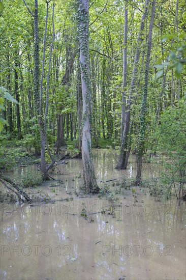 Deciduous woods flooded by heavy rain, Suffolk, England, United Kingdom, Europe