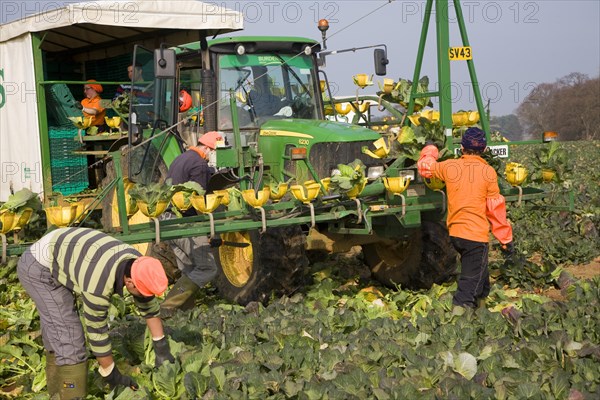 A team of field workers for Staples company harvesting vegetables at Iken, Suffolk, England, United Kingdom, Europe