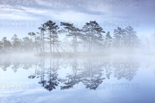 Bog with Scots pine trees in morning mist reflected in pond at Knuthoejdsmossen, nature reserve near Haellefors in Vaestmanland, Sweden, Europe