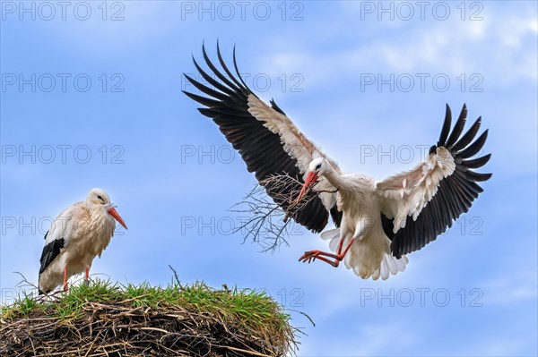 White stork (Ciconia ciconia) female rests while nest building and male landing with big branch in beak for reinforcing old nest from previous spring