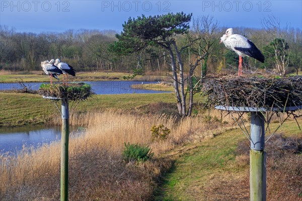 View over the Zwin Nature Park, bird sanctuary at Knokke-Heist and white storks returning to nests on platforms in late winter, West Flanders, Belgium, Europe