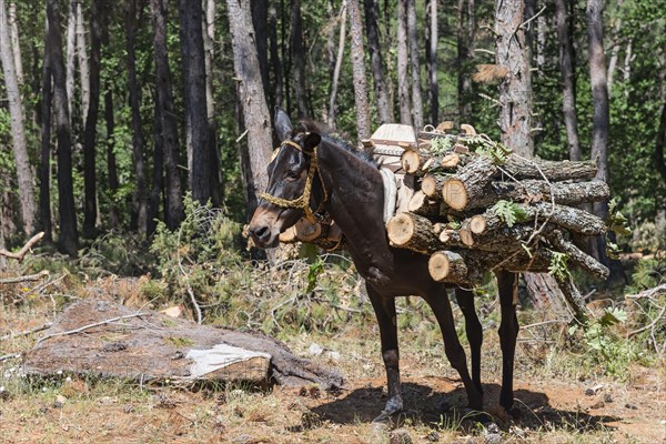 Mule carrying a pile of logs through a sparse forest, near Soufli, Eastern Macedonia and Thrace, Greece, Europe