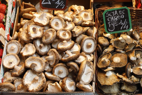 Fresh Spanish mushrooms in the vegetable market of Malaga, 12/02/2019