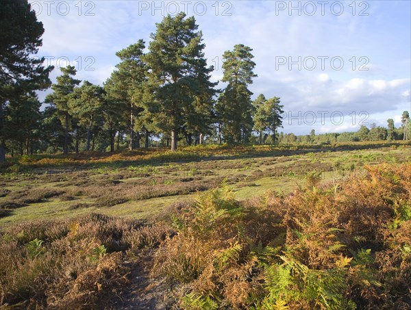 Heathland vegetation in autumn on Sutton Heath, Sandlings heathland, Suffolk, England, United Kingdom, Europe
