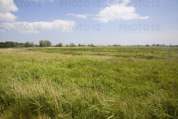 Castle marshes in the River Waveney flood plain, near Barnby, Suffolk, England, United Kingdom, Europe