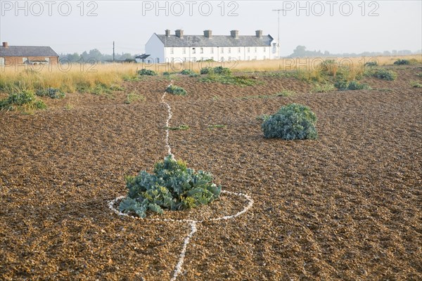 Row of white houses, Coastguard Cottages, at Shingle Street, Suffolk, England, United Kingdom, Europe