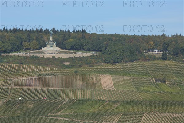 View of UNESCO Niederwald Monument with vineyards, landscape, wine-growing area, Niederwald Monument, Ruedesheim, Rheingau, Taunus, Hesse, Upper Middle Rhine Valley, Middle Rhine Valley, Germany, Europe