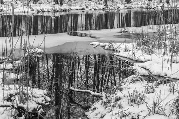 Sapina River and the riparian forest, the swamp, partially reflecting in the slowly flowing water, seen in mid-winter, during the early, January thaw, with some snow on the ground and barren trees, chiefly common alders around. Monochrome, greyscale photograph. Sapina Valley near the Stregielek village in the Pozezdrze Commune of the Masurian Lake District. Wegorzewo County, Warmian-Masurian Voivodeship, Poland, Europe