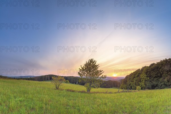 A tree in a meadow with a view of the Weserbergland, landscape format, nature photograph, sunset, evening mood, Goldbeck, Rinteln, Lower Saxony, Germany, Europe