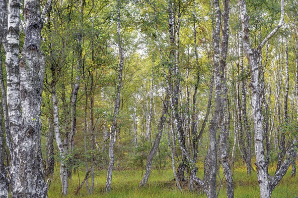 Birches (Betula) in a moorland area, landscape photography, nature photograph, Neustadt am Ruebenberge, Lower Saxony, Germany, Europe