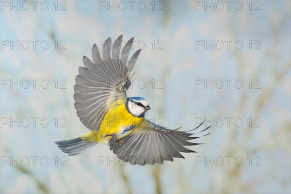 Blue tit (Parus caeruleus), in flight, high speed flight recording, winter, animals, birds, Siegerland, North Rhine-Westphalia, Germany, Europe