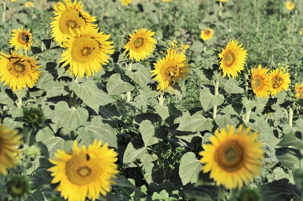 Sunflower field, sunflowers (Helianthus annuus), landscape south of Montepulciano, Tuscany, Italy, Europe