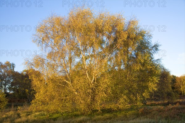Silver birch tree in autumn leaf colours on heathland near Snape, Suffolk, England, United Kingdom, Europe