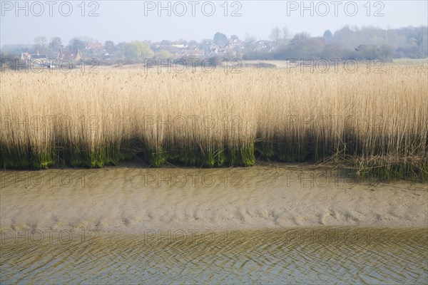 Reedbeds at low tide, River Alde, Snape, Suffolk, England with village at higher level above flood plain