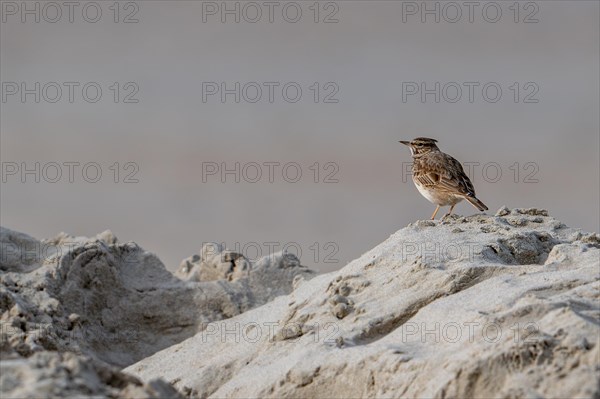 Central European crested lark (Galerida cristata, Alauda cristata) with lowered crest feathers in the dunes along the North Sea coast in winter