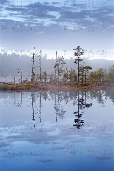 Bog with Scots pine trees reflected in water of pond at Knuthoejdsmossen, nature reserve near Haellefors, Oerebro laen, Vaestmanland, Sweden, Europe