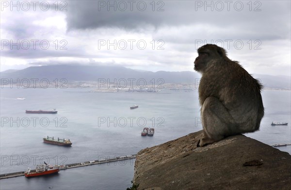 A Gibraltar monkey on the strategically coveted rock. They are the only free-living monkeys in Europe. Thousands of Spaniards commute from Spain to Gibraltar every day to get to their workplace, 14.02.2019