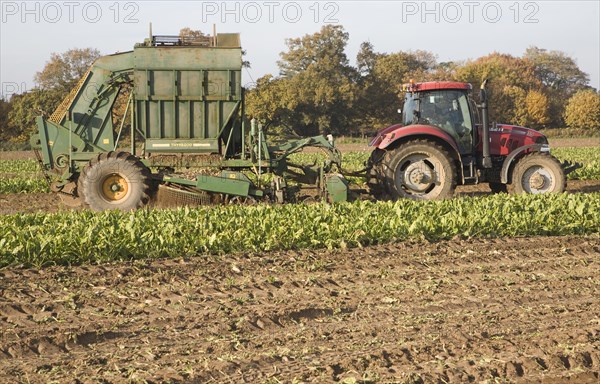 Thyregod sugar beet harvester drawn by tractor harvesting field, Shottisham, Suffolk, England, United Kingdom, Europe
