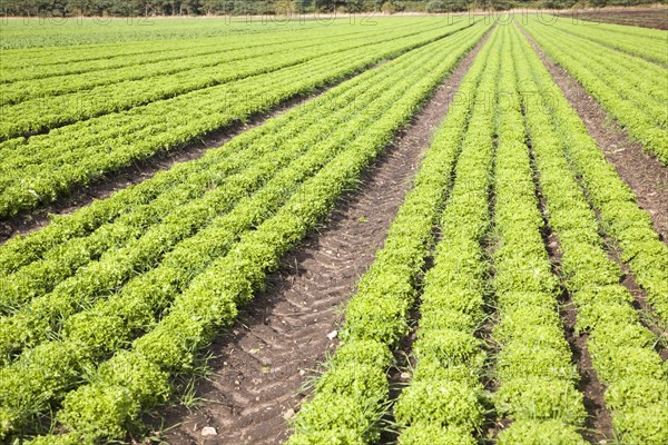 Lettuce crop growing in field near Hollesley, Suffolk, England, United Kingdom, Europe