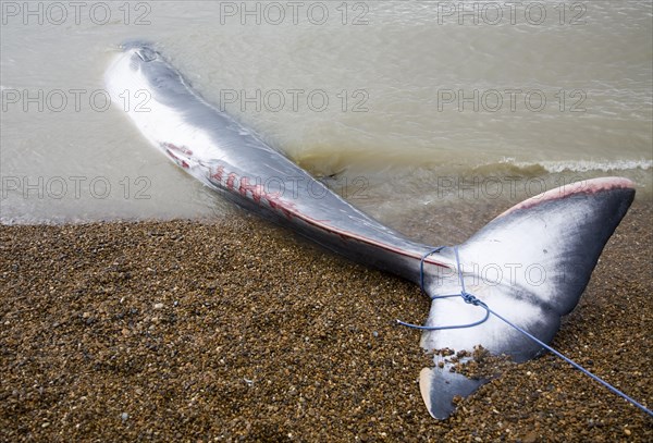 Fin Whale, Balaenoptera physalus, washed up dead on Shingle Street, Suffolk, England, United Kingdom, Europe