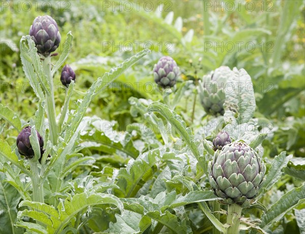 Cynara cardunculus, globe artichoke plant growing in Suffolk garden, England, United Kingdom, Europe