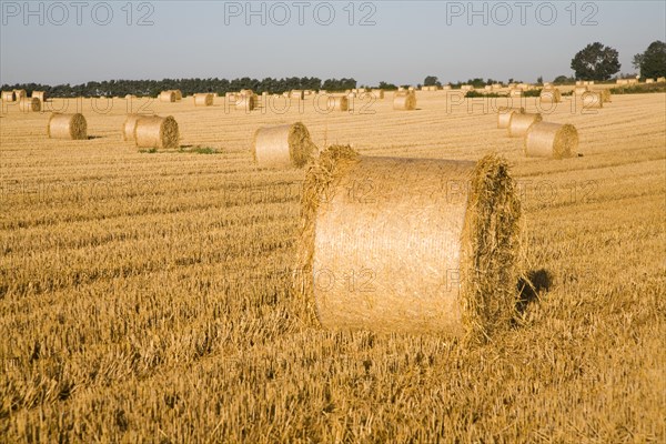 Round bales of straw in field of stubble after harvest, Shottisham, Suffolk, England, UK
