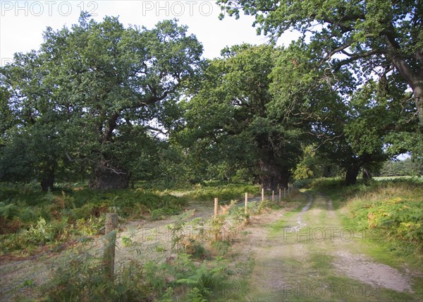 Ancient broad leaf oak woodland once a medieval deer park, The Thicks, Staverton forest, Suffolk, England, United Kingdom, Europe