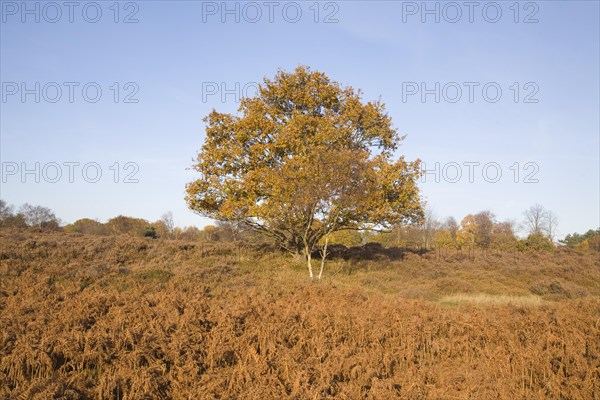 Quercus robur oak tree in autumn colour on Westleton Heath heathland near Dunwich, Suffolk, England, United Kingdom, Europe