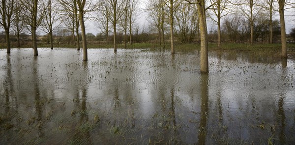 Salix Alba Caerulea, cricket bat willow trees in flood water on River Deben flood plain wetland, Campsea Ashe, Suffolk, England, United Kingdom, Europe