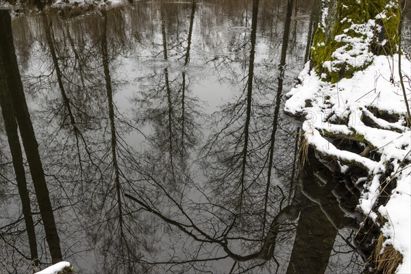 Sapina River and the riparian forest, the swamp, partially reflecting in the slowly flowing water, seen in mid-winter, during the early, January thaw, with some snow on the ground and barren trees, chiefly common alders around. Sapina Valley near the Stregielek village in the Pozezdrze Commune of the Masurian Lake District. Wegorzewo County, Warmian-Masurian Voivodeship, Poland, Europe