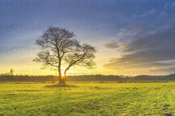 The sun sets behind a tree standing alone in a meadow, sunset, evening mood, warm light, panorama, landscape shot, nature shot, sun star, Schneeren, Neutstadt am Ruebenberge, Hanover, Lower Saxony, Germany, Europe
