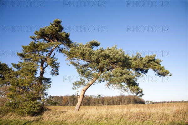 Scots pine tree bent by wind against blue sky, Ramsholt, Suffolk, England, United Kingdom, Europe