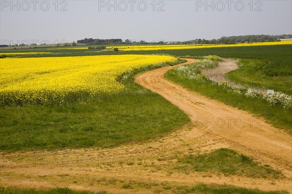 Yellow flowers of oil seed rape crop growing in field, Suffolk, England, United Kingdom, Europe