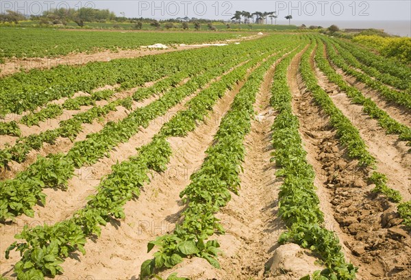 Rows of potatoes growing in field, Bawdsey, Suffolk, England, United Kingdom, Europe