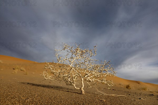 Mesr Desert in Iran. The Mesr Desert is part of the central Dashte-Kavir desert, 12.03.2019