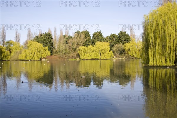 Duck pond in spring with willow trees, Castle Park, Colchester, Essex, England, United Kingdom, Europe