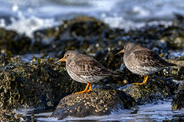 Purple sandpipers (Calidris maritima) in non-breeding plumage showing camouflage colours among rocks on rocky shore along North Sea coast in winter