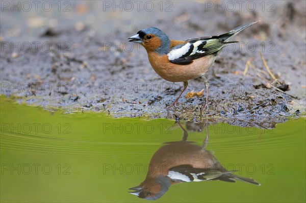 Common chaffinch (Fringilla coelebs) male drinking water from pond, rivulet