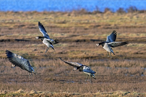 Flock of barnacle geese (Branta leucopsis) landing in grassland by flapping their wings at sunset in winter