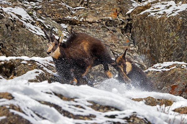 Two chamois (Rupicapra rupicapra) males fighting in rock face in winter during the rut in the European Alps. Dominant male chasing competitor away