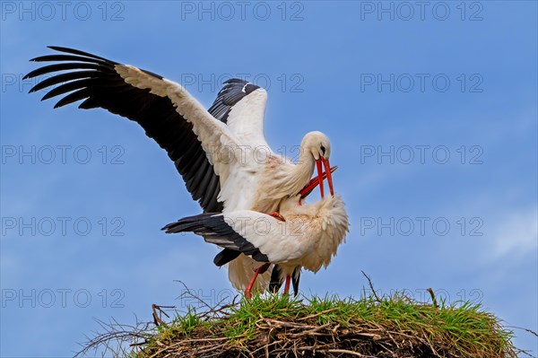 White stork (Ciconia ciconia) pair, male and female mating on old nest from previous spring