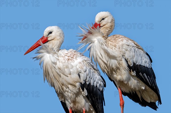 White stork (Ciconia ciconia) pair, male and female close-up portrait on a windy day