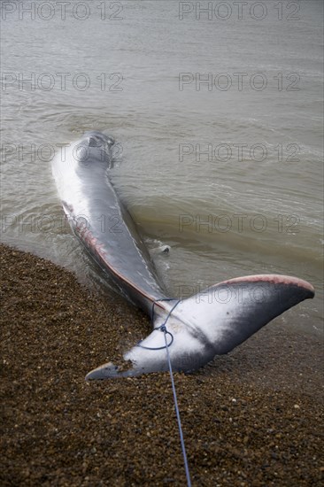 Fin Whale, Balaenoptera physalus, washed up dead on Shingle Street, Suffolk, England, United Kingdom, Europe