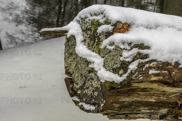 Decaying wood log and a piece of a silver birch bark, partially overgrown with moss and lichen, seen in the snow. Photographed in winter, on the bank of the Sapina River near Stregielek village in the Pozezdrze Commune of the Masurian Lake District. Wegorzewo County, Warmian-Masurian Voivodeship, Poland, Europe