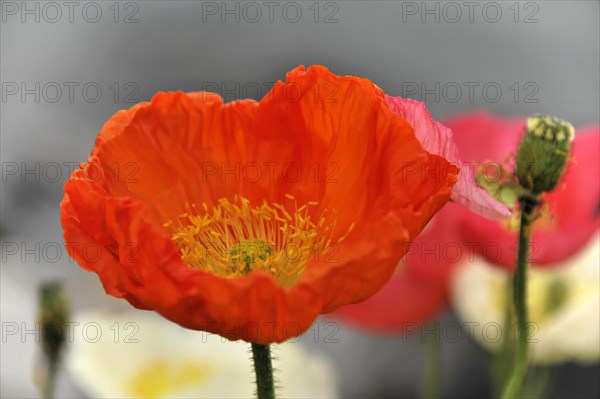 Poppy flowers (Papaver rhoeas), flower meadow, Lake Geneva, Montreux, Canton of Vaud, Switzerland, Europe