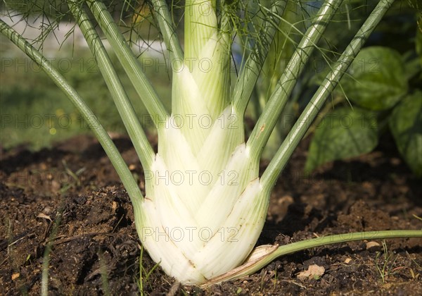 Close up of heart of a fennel plant growing in an allotment garden, Shottisham, Suffolk, England, United Kingdom, Europe